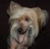 D-Amore Chinese Crested Dog